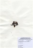 藏品(有柄褐扇藻)的圖片